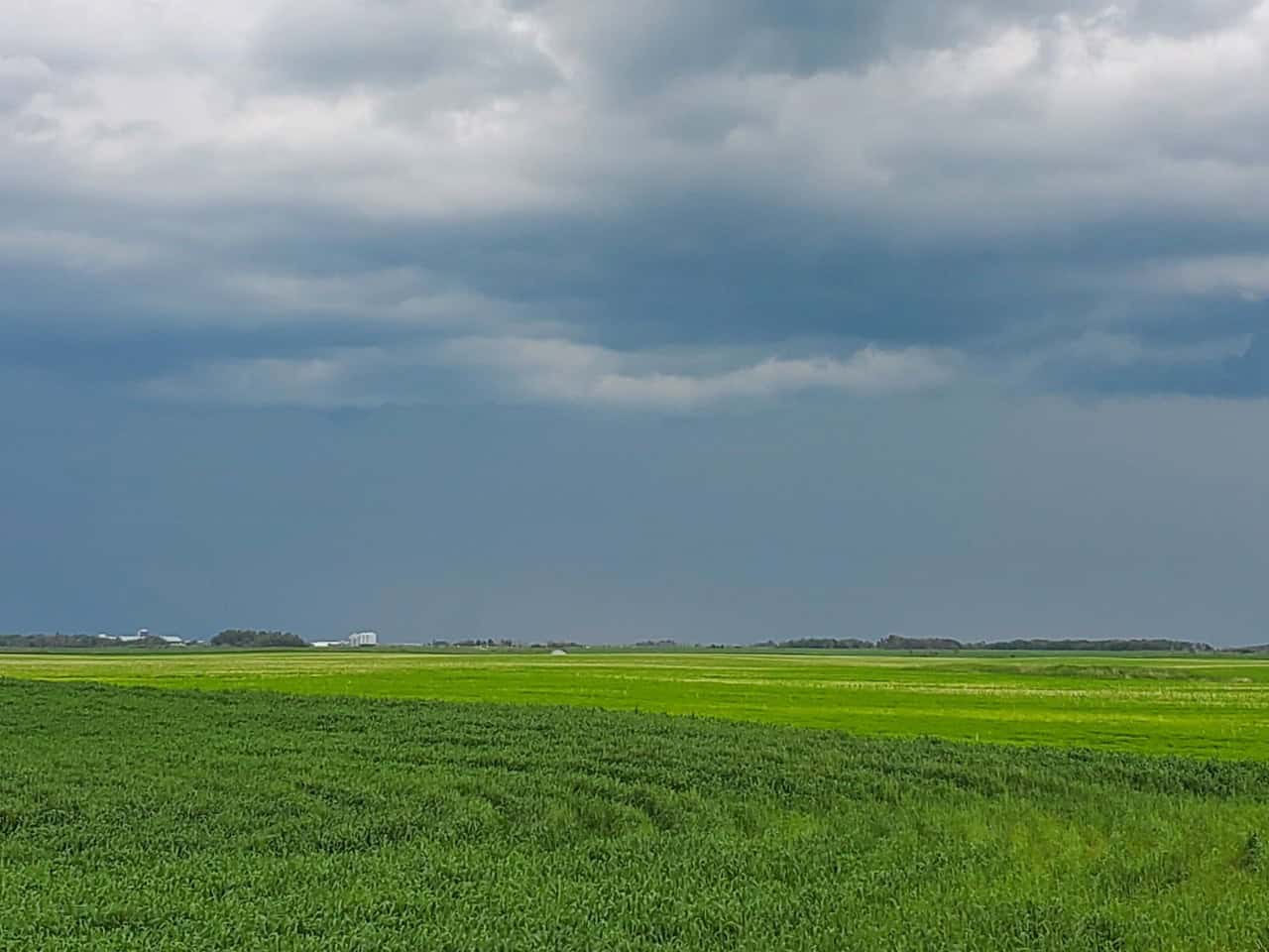 Crops in field near Fort Qu'Appelle Saskatchewan 2024-09-17 - The prairie thunder storm gathering in the distance accentuated the green of the crops in the field.