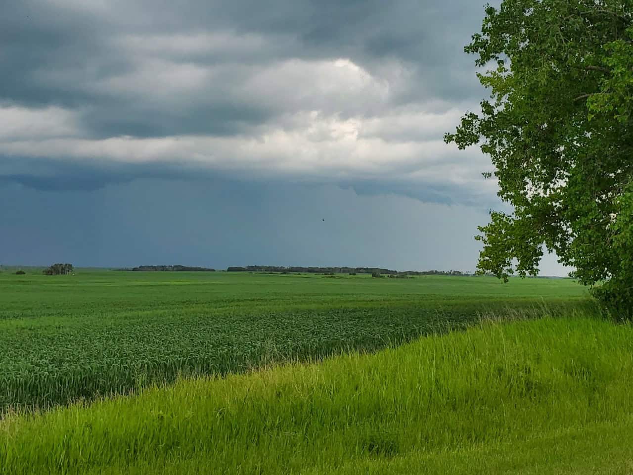 A lone tree near Fort Qu'Appelle Saskatchewan 2024-09-17 - This tree stood out on the flat prairie land. Storm clouds continue to gather on my way to Fort Qu'Appelle.