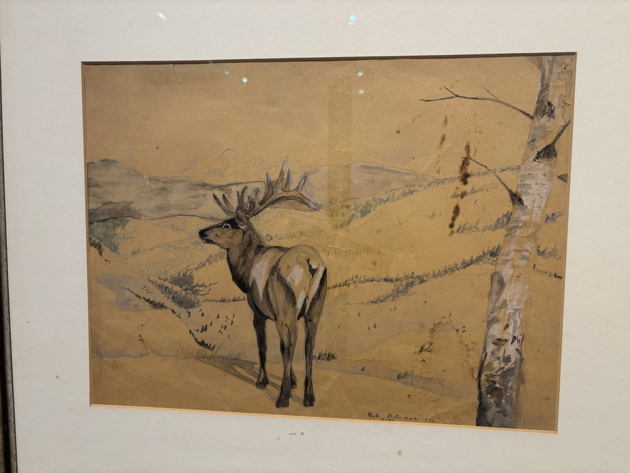 Early Robert Bateman picture at Penticton Art Gallery 2024-09-24 - This elk was drawn when Robert Bateman was 12 years old. He gave it to his mother as a gift. Already so talented.