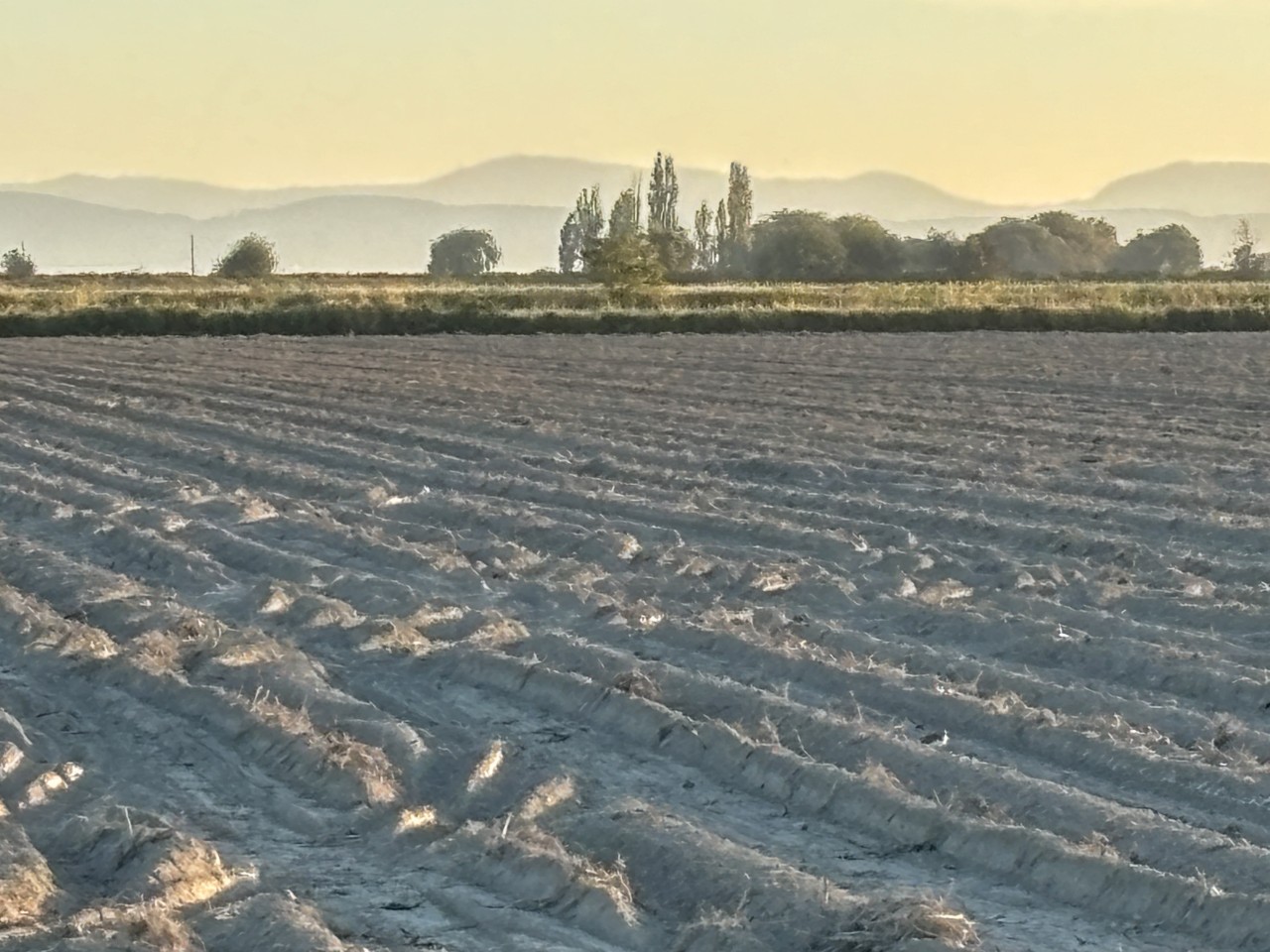 Plowed field in setting sun in Delta British Columbia 2024-09-25 - I love Westham Island at the end of the day. Here a plowed field looks lovely in the evening light.