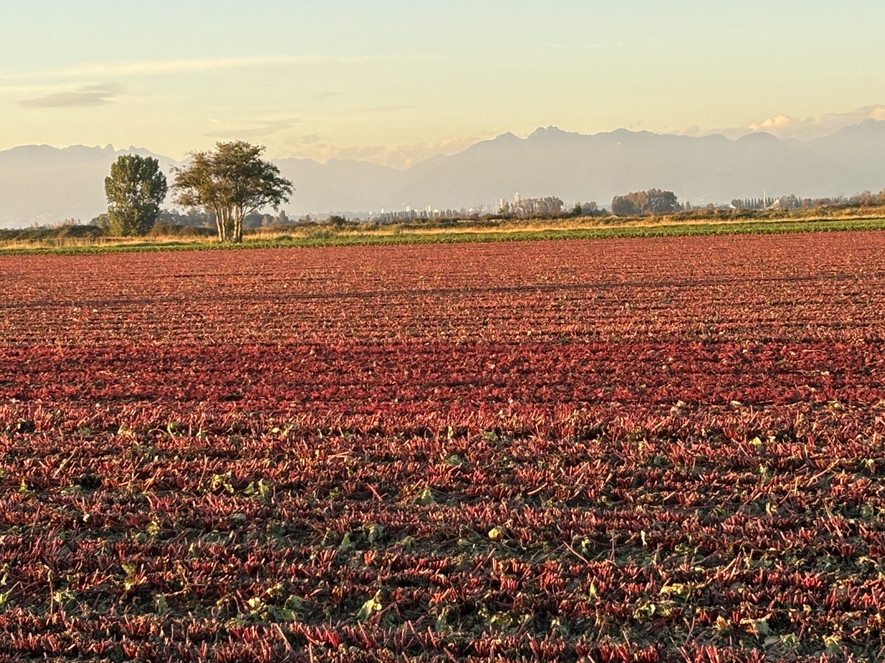 Beet field on Westham Island in Delta British Columbia 2024-09-25 - This dramatic looking field is a crop of beets with the leaves removed so only the red stems are showing.