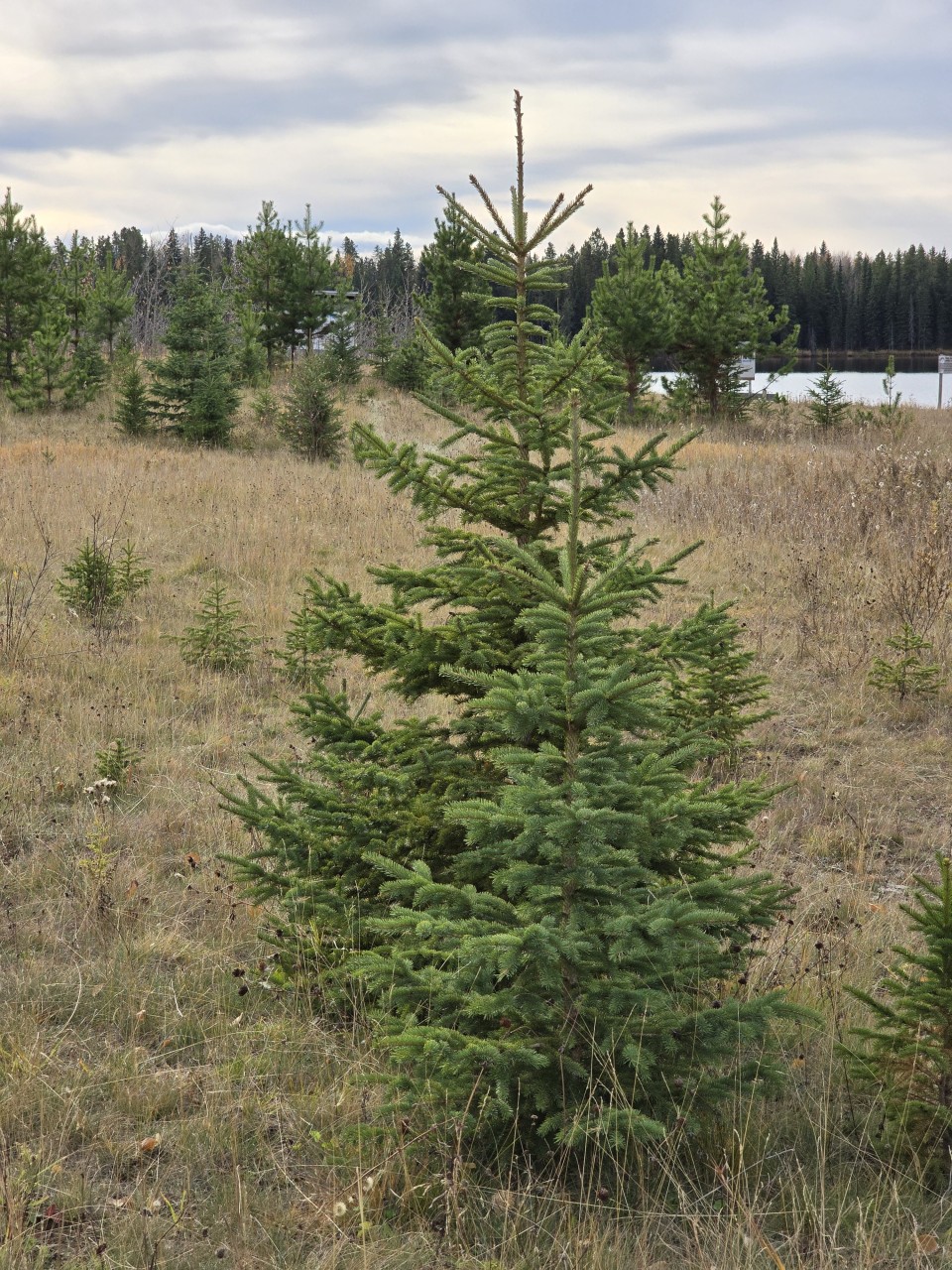 The Perfect Christmas Tree - This tree would make a perfect Christmas Tree! But it is safe on the Conservation Site. 