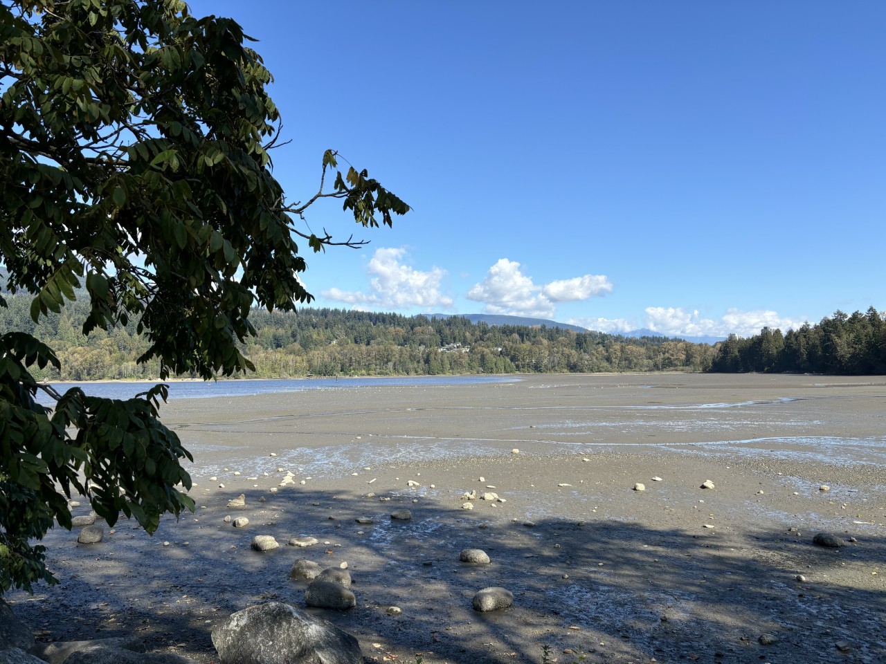 The tide is out in Burrard Inlet at Port Moody British Columbia 2024-10-21 - Come back later and find Burrard Inlet filled with water. 