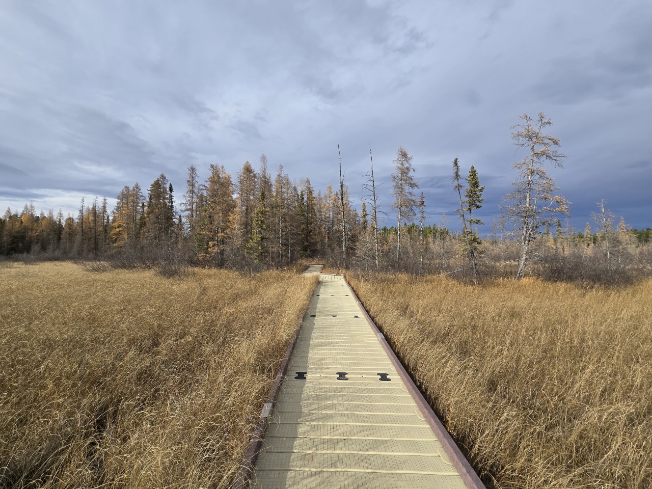 Wheelchair Accessible Boardwalk at Twin Lakes in Crimson Lake Provincial Park Alberta Canada - Views of the wheelchair accessible boardwalk. This is facing back towards to parking lot overtop of the marshy area. 