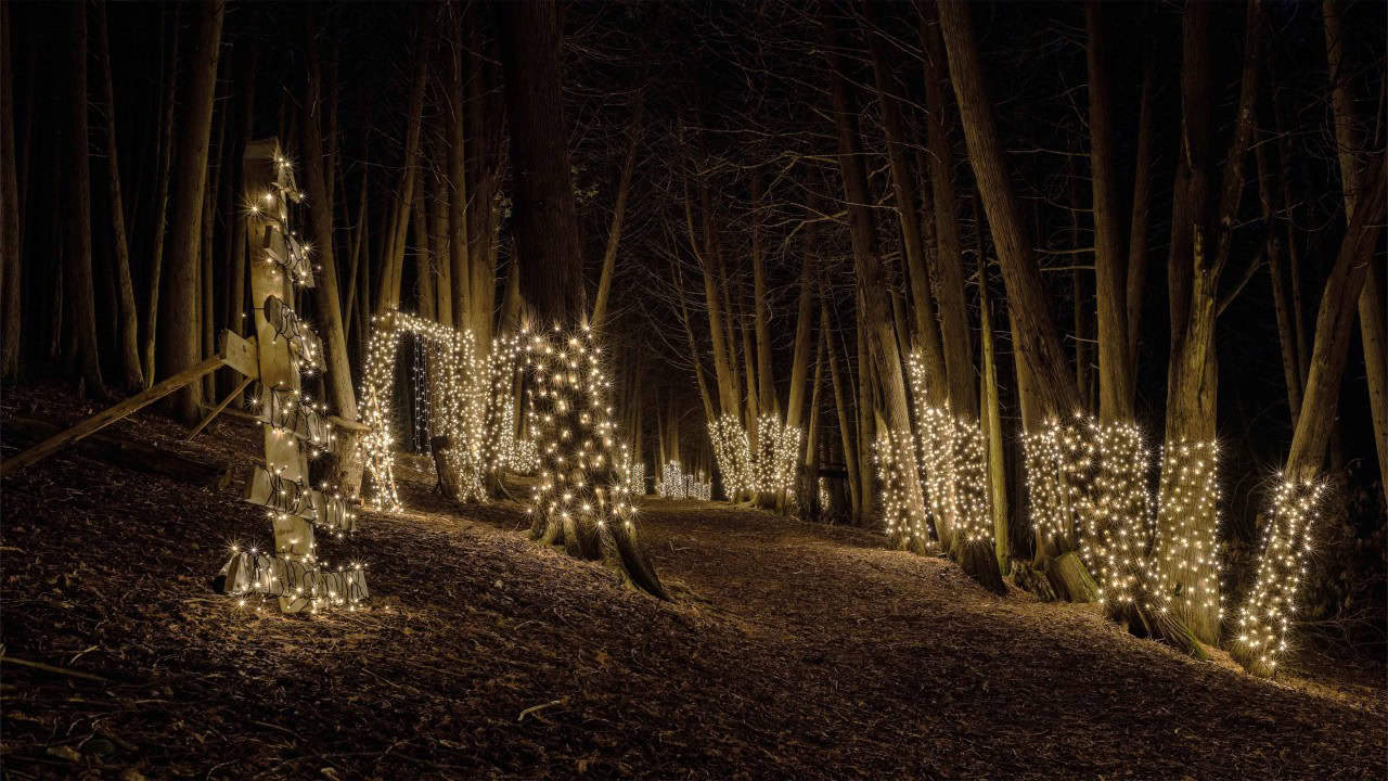 Visit The Illuminated Forest At Ken Reid Conservation Area - The trees are brightly lit at the Illuminated forest at Ken Reid Conservation Area.