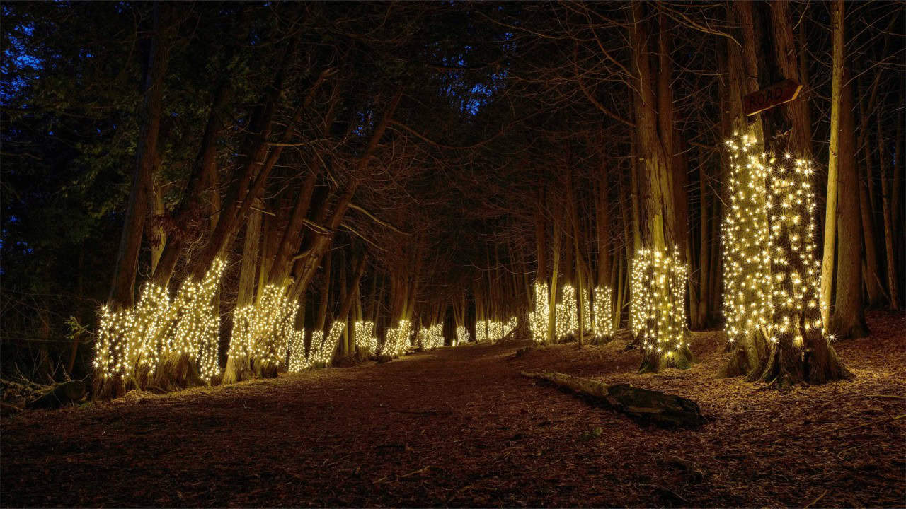 Illuminated Forest At Ken Reid Conservation Area - You can just barely see the blue sky thru the cedar trees during blue hr or dusk at the Illuminated Forest At Ken Reid Conservation Area