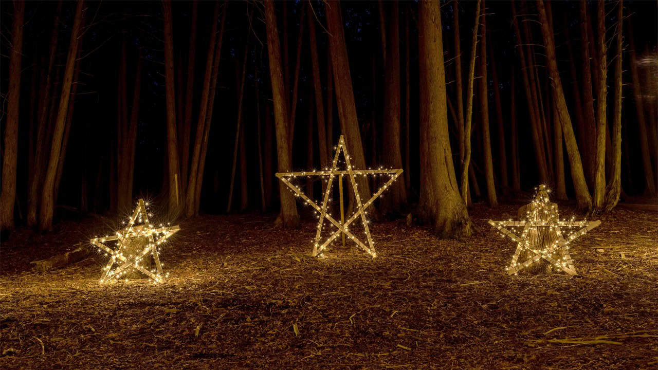 Stars At Illuminated Forest - Stars Illuminated at the forest glowing the ground underneath in the City Of Kawartha Lakes Lindsay Ontario