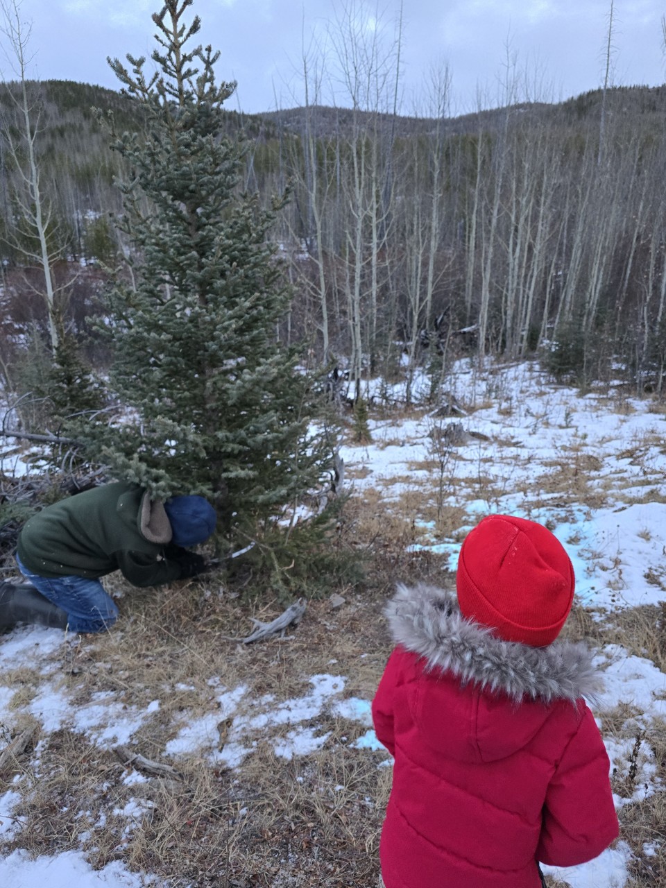 Winner Winner! - After wandering around sizing up a few different trees, this one felt like "the one". Dad was with us this year to help out. 