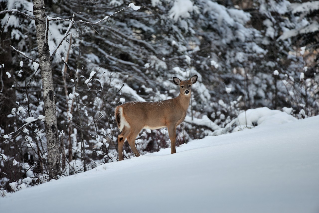 Wildlife is a highlight of le Petit Temis in Quebec - While hiking the Parc linéaire interprovincial Petit Témis this White-tailed deer posed for us - one of many wildlife highlights along the trail.