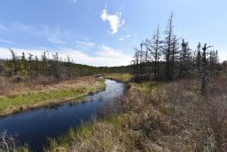 Nature on the T'Railway Trail in Newfoundland