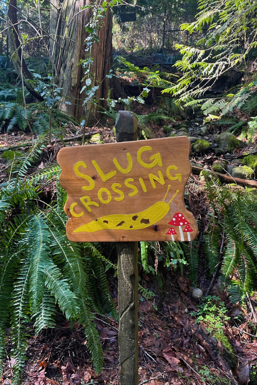 Slug Crossing Sign at Capilano Suspension Bridge Park - Watch out for the Banana Slugs along the Nature's Edge Trail at Capilano Suspension Bridge Park.