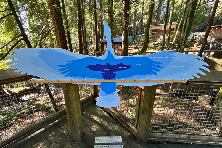 What's your Wing Span? - What's your wing-span at the Raptors Ridge, interactive educational displays, at the Capilano Suspension Bridge Park in North Vancouver, Canada.