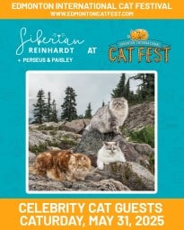 Edmonton International Cat Festival 2025 - Edmonton Alberta