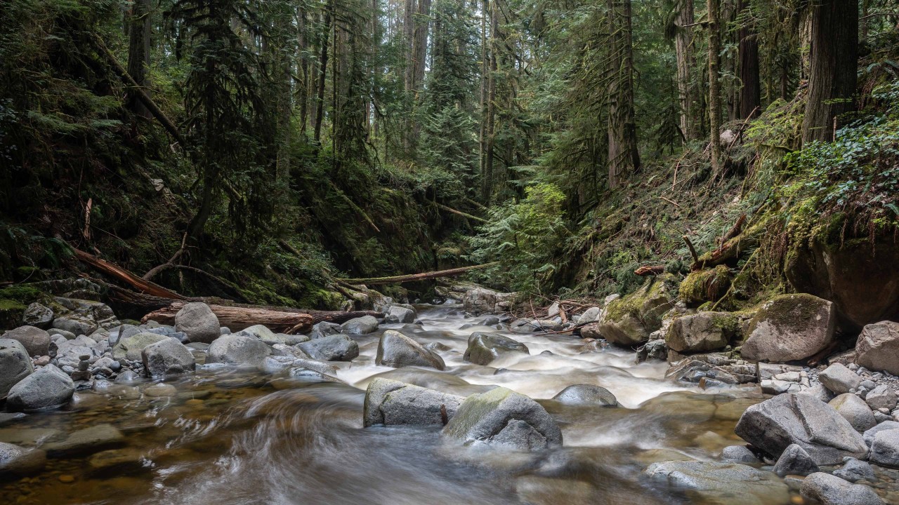 The-River-Bed-In-The-Rain-Forest - White water through green trees and rocky river beds to the Cypress Falls