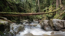 Vancouver-Rain-Forest-Cypress-Falls-Park
