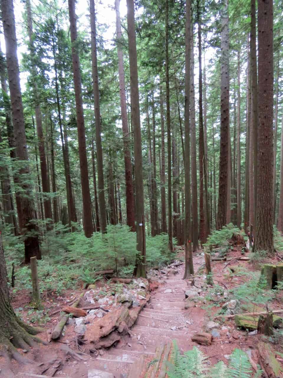 Gentle Beginning to Vancouver's Grouse Grind Trail, BC - As you climb the Grouse Grind signs mark your progress at the 1/4, halfway, and 3/4 points.  The first quarter feels like the longest and is the least steep, making for a gentle beginning to the epic climb.
