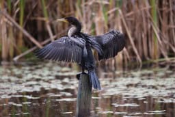 Birding New Brunswick at Sackville Waterfowl Park, Canada
