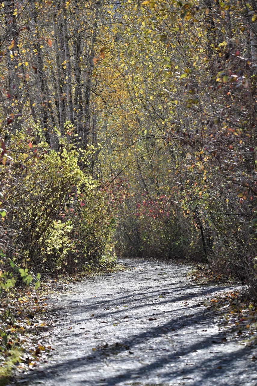 Explore the Forested Trail System in the Great Blue Heron Nature Reserve Chilliwack BC - Forested trails wind through the Great Blue Heron Nature Reserve Chilliwack BC, offering an easy and accessible connection with nature for all visitors, whether they are novice or expert birders out to explore the BC Bird Trail, families, or outdoor enthusiasts looking for adventure.  