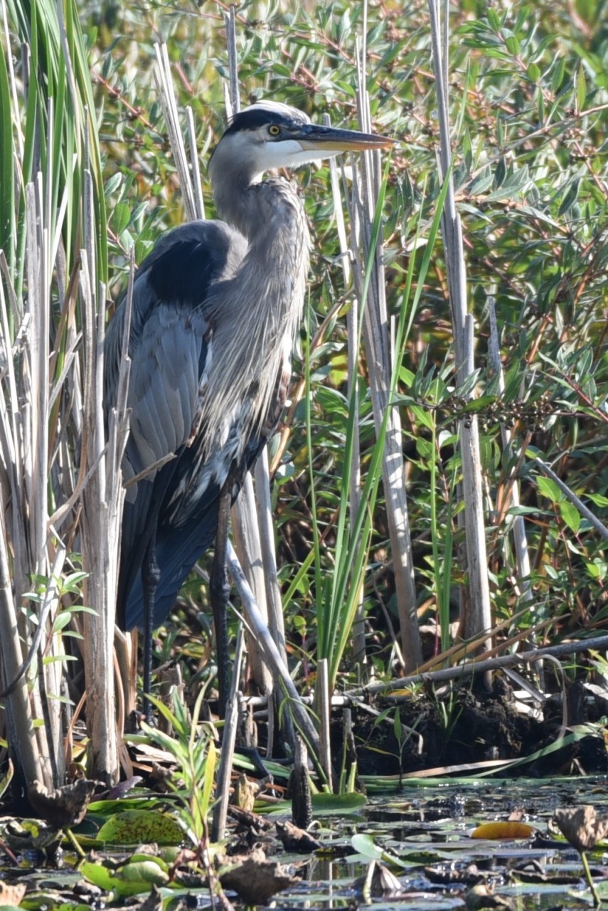 Great Blue Heron at the Nature Reserve in Chilliwack British Columbia Canada - A majestic Great Blue Heron stands gracefully at the Great Blue Heron Nature Reserve in Chilliwack BC, likely one of the birds from the thriving heron colony that nest in the wetland each spring, making this a top spot on BC Bird Trail in British Columbia.