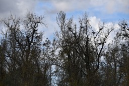 Colony of over 100 Great Blue Heron Nests Main Attraction at Nature Reserve in Chilliwack BC