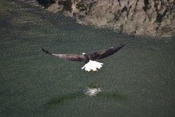 Bald Eagle Soaring Low Over Arrow Lake on the C&W Rail Trail, BC