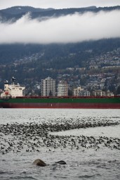  Pacific Flyway Bird Migration at Stanley Park, Vancouver, BC