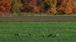 Sandhill-Cranes