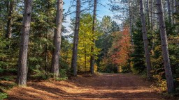 The-Dahl-Forest