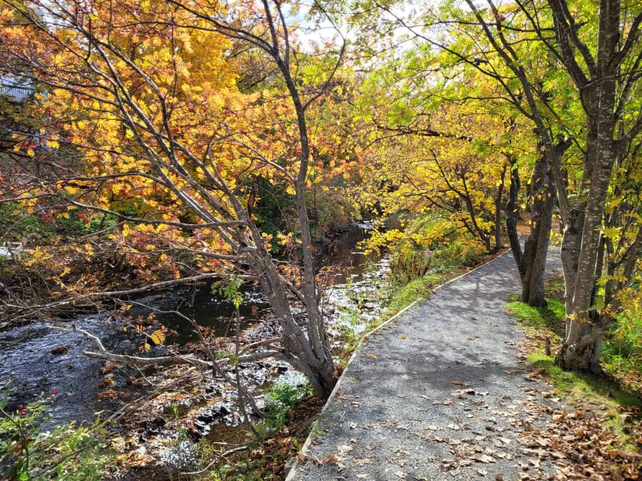 Rennie’s River Trail – A Gateway to Nature in St. John’s, NL - Experience the tranquility of Rennie’s River Trail, an accessible nature walk in St. John’s, Newfoundland. A perfect blend of urban and natural landscapes, ideal for visitors seeking outdoor adventures.