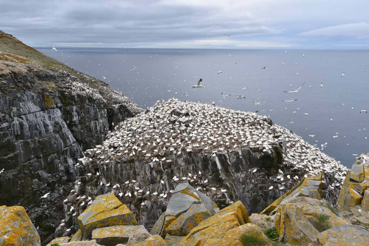 Northern Gannet Colony at Cape St. Mary’s Newfoundland - Thousands of Northern Gannets nest along the cliffs of Cape St. Mary’s, forming one of the largest and most accessible gannet colonies in North America.