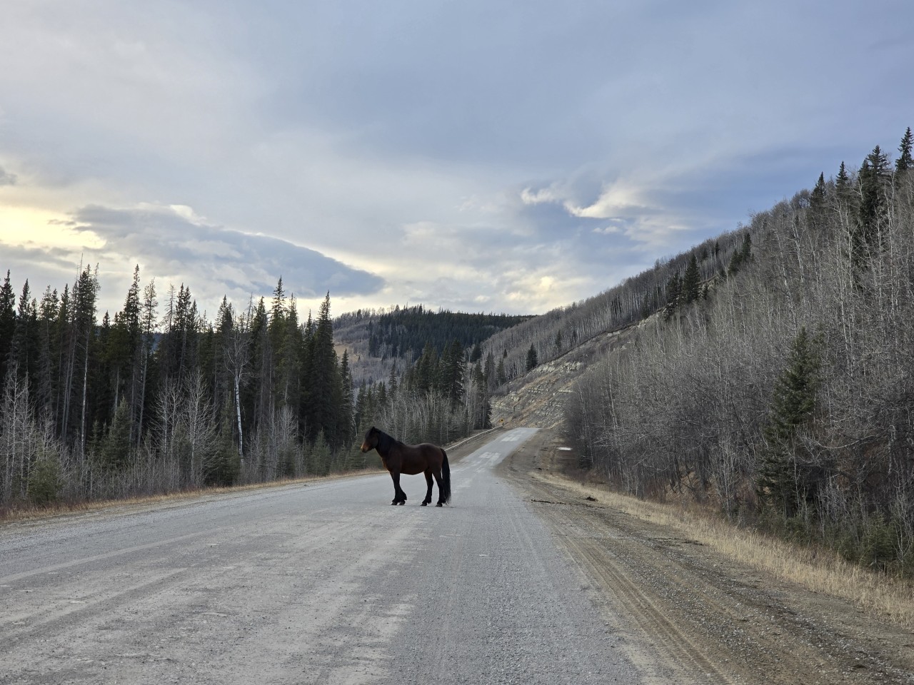 Wild Horse Clearwater County AB - Wild horses roam freely across parts of Clearwater County, especially in the foothills and near the eastern slopes of the Rocky Mountains.