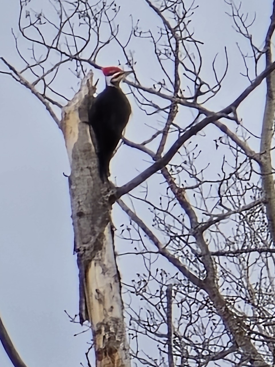 Northern Flicker Woodpecker - Northern Flickers are commonly seen across Clearwater County forests, often heard tapping on trees as spring wildlife activity returns.
