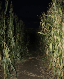 nightcornmaze.png