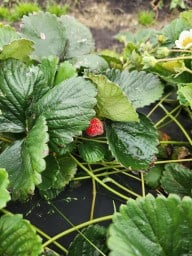 Strawberry U-Pick at The Jungle Farm