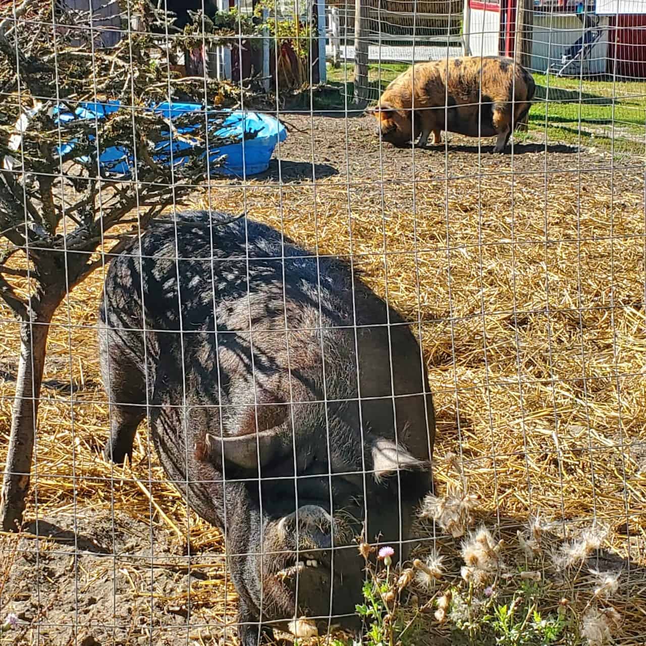 Pigs on the farm. - There were two pigs behind a fence at the Richmond Sunflower Festival. As well, there were a few goats and chickens to see. 