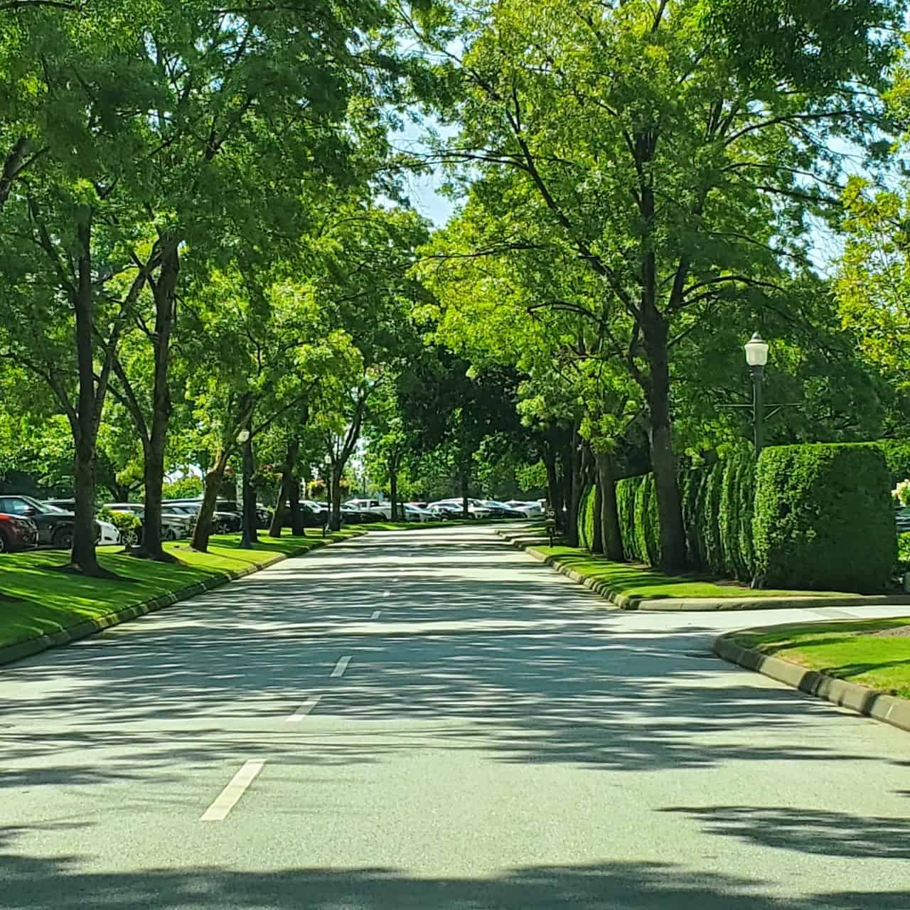 Tree lined drive at  Northview Golf Course - The long driveway brings you past parts of the golf course with the distant views. Later in the year, these leaves will all change colour. Another reason to return to Duffey's Sports Grill.