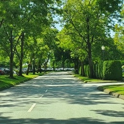 Tree lined drive at  Northview Golf Course